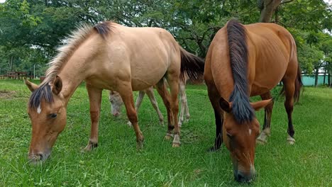 Beautiful-brown-horse-family-graze-with-their-foal-in-countryside-fenced-meadow-with-fresh-grass-lawn