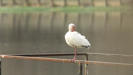 Weißer-Ibis-Putzt-Sich-Und-Sitzt-Auf-Einem-Geländer-Eines-Docks