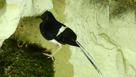 Forktail-De-Corona-Blanca-Dando-Comida-A-Sus-Bebés-En-El-Nido