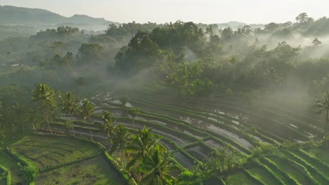 Nebliger-Sonnenaufgang-In-Der-Tropischen-Reisterrassenlandschaft-In-Sidemen-Bali,-Luftaufnahme