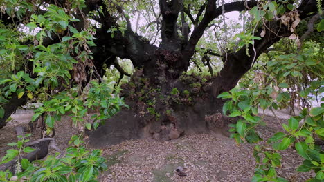 Massive-old-olive-tree-in-Spain,-motion-view