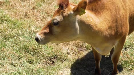 Close-Shot-of-Brown-Cow-Eating-Grass-in-Field