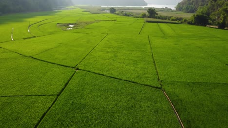 Ba-Be-National-Park,-Vietnam-known-for-stunning-landscapes-and-lush-green-rice-fields