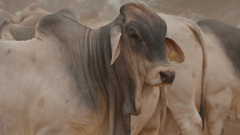 Una-Vaca-Brahman-Macho-Caminando-Entre-Los-De-Su-Propia-Especie
