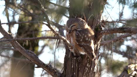 A-northern-saw-whet-owl-resting-against-the-trunk-of-a-pine-tree-in-the-late-afternoon