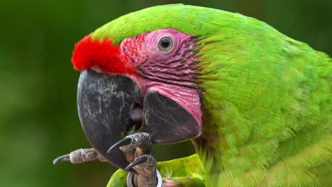 Gran-Guacamayo-Verde-Con-Frente-Roja,-Abriendo-Una-Nuez-Con-Su-Pie-Y-Pico,-Foto-De-Perfil-De-Primer-Plano-De-Una-Especie-De-Ave-En-Peligro-Crítico