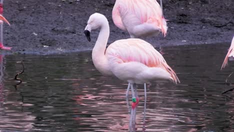 Aufnahmen-Eines-Rosa-Flamingos,-Der-Wasser-Aus-Dem-See-Trinkt