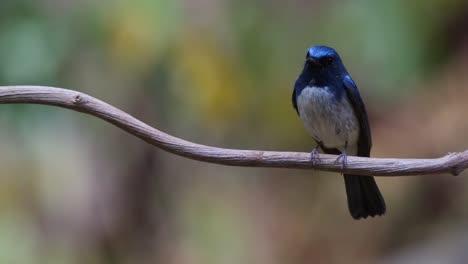 Facing-to-the-left-while-perched-perfectly-as-it-looks-around,-Hainan-Blue-Flycatcher-Cyornis-hainanus,-Thailand