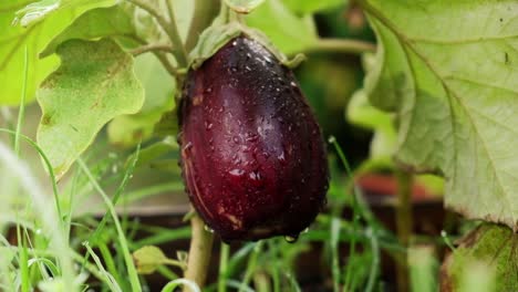 Panning-shot-of-an-aubergine-on-the-plant
