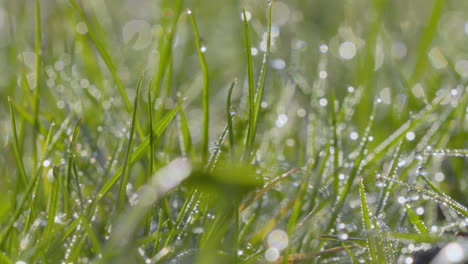 macro-footage---Close-up,-dew-on-grass,-sunlight,-bokeh