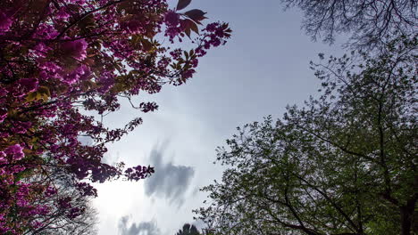 Low-Angle-Aufnahme-Von-Rosa-Blumenbäumen-In-Einem-Park-In-Hamburg,-Deutschland-An-Einem-Windigen-Tag
