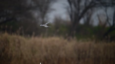 The-River-Tern-hunting-in-Wetland