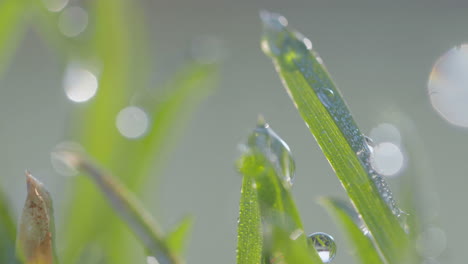 La-Luz-Del-Sol-Se-Filtra-A-Través-De-Las-Gotas-Sobre-La-Hierba,-Cada-Gota-Actúa-Como-Un-Prisma-Que-Refleja-La-Tranquila-Energía-De-Un-Nuevo-Día,-Enfatizando-Los-Intrincados-Patrones-De-La-Naturaleza.