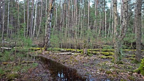 Ein-überfluteter-Wald,-Durch-Den-Ein-Bach-Fließt