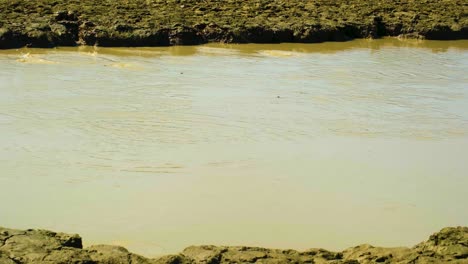 Frogs-jumping-in-muddy-dirty-water-lake-pond-in-rural-landscape-of-Asia,-Bangladesh