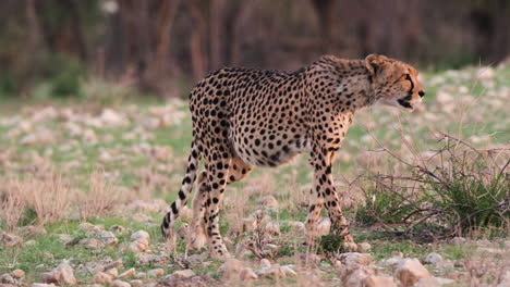 Gepard-Zu-Fuß-In-Der-Afrikanischen-Savanne---Nahaufnahme