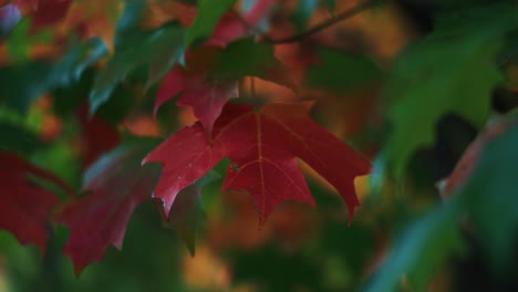 Ahorn-Baum-Herbst-Blätter