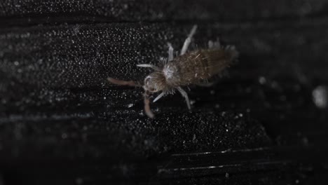 Springtail-Moviéndose-Sobre-Fondo-Negro-Con-Textura