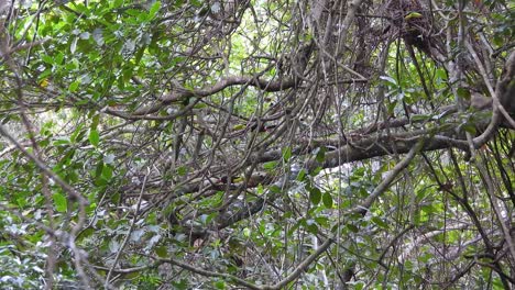 Dense-green-foliage-with-a-hidden-Crimson-backed-Tanager-perched-on-a-branch