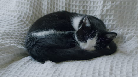 Black-and-white-pet-cat-resting-on-white-sofa