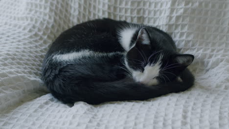 Gato-Blanco-Y-Negro-Descansando-En-Un-Sofá-Blanco