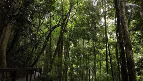 Vista-De-árboles-Y-Senderos-Para-Caminar-A-Lo-Largo-De-La-Vía-Del-Puente-Natural,-Parque-Nacional-Springbrook