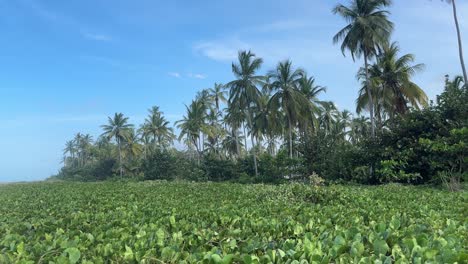 A-pristine-tropical-paradise-with-lush-greenery