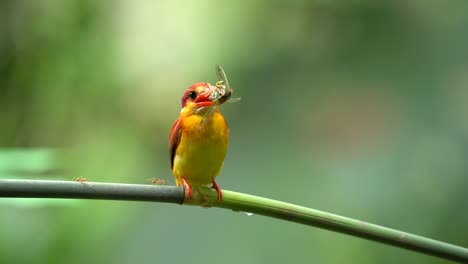 Rufous-backed-kingfisher-or-Ceyx-rufidorsa-perching-on-the-branch-with-food-on-its-mouth-with-nature-background