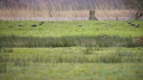 Pair-of-roe-deer-hiding-concealed-in-long-grass-on-windy-river-shore