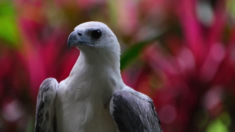 Mirando-Hacia-La-Derecha-Y-Luego-Mira-Hacia-La-Cámara-Y-Alrededor,-águila-Marina-De-Vientre-Blanco-Haliaeetus-Leucogaster,-Filipinas