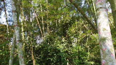 Vista-Aérea-A-Través-De-Hojas-Y-Ramas-De-Bambú,-Vegetación-Forestal-Densa-Y-Exuberante,-En-Colombia,-En-Un-Día-Soleado