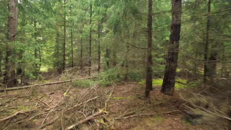 pine-forest-floor-branches-tree-fallen-day-aerial-dolly