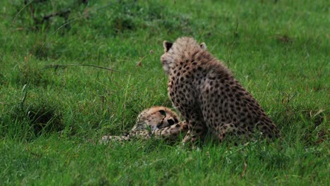 Playful-Fight-Of-Two-Young-Cheetah-In-Maasai-Mara,-Kenya