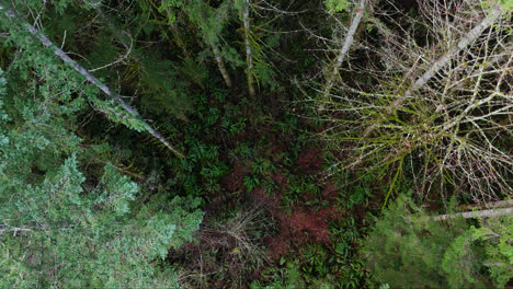 Pacific-Northwest-slow-ascending-view-of-moss-covered-forest-floor-to-Evergreen-forest-tree-tops-in-Washington-State