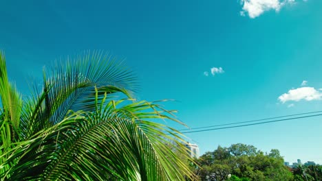 Revealing-North-Miami-Skyline-with-Iconic-Coconut-Palm-Tree-in-foreground