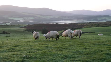 Sheep-grazing-in-the-lush-green-Wicklow-Mountains,-Ireland-at-dawn,-peaceful-rural-scene