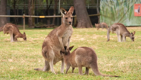 Mother-red-kangaroo-nurses-young-joey-at-kangaroo-sanctuary,-Brisbane,-Australia