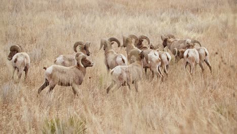Herd-of-bighorn-sheep-grazing-in-Garden-of-the-Gods,-with-golden-grass-background