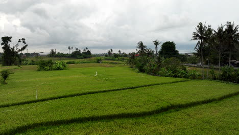 Rice-fields-farm,-Bali-in-Indonesia.-Aerial-forward