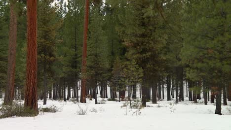 Boise-National-Forest---Winter-Pine-Trees-In-Idaho,-United-States