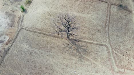 Dry-season-dead-tree-on-barren-smog-filled-arid-rice-paddy,-north-Asia-desolate-landscape