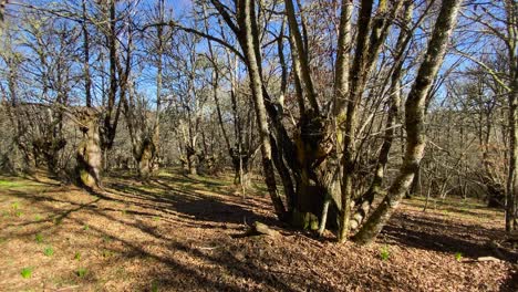 Pan-across-understory-canopy-of-native-oak-and-chestnut-trees-casting-shadows-of-branches-on-ground