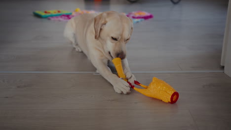 Lindo-Cachorro-Labrador-Está-Mordiendo-Y-Destruyendo-Su-Juguete