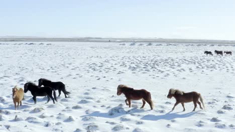 A-high-quality-drone-captures-stunning-movie-like-scenes-of-horses-roaming-through-the-snowy-landscape-of-Iceland