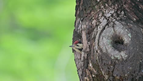 Cabeza-Vista-Fuera-De-La-Madriguera-Cuando-La-Cámara-Se-Aleja,-Pájaro-Carpintero-De-Pecho-Moteado-Dendropicos-Poecilolaemus,-Tailandia