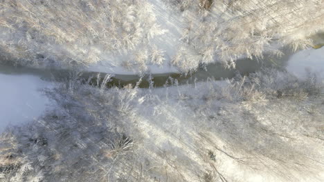 Frozen-forest-river-and-treetops-on-sunny-day,-aerial-drone-top-down-view