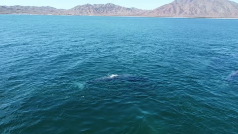 Couple-of-grey-whales-swimming-below-water-surface-with-Baja-California-coast-in-background,-Mexico