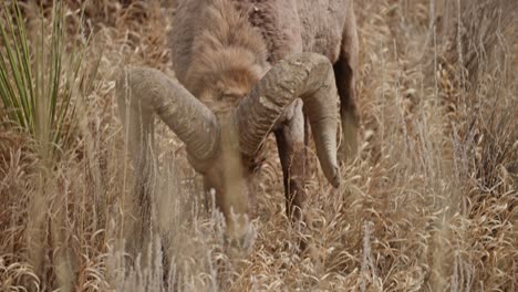 Male-Bighorn-Sheep-Eating-Grass-On-Field