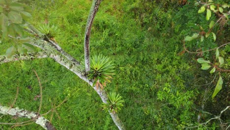 Luftaufnahme-Eines-Abstiegs,-Um-Eine-Reife-Pflanze-Der-Sorte-Vriesea-Altodaserrae-In-Der-Nähe-Einer-Kochbananenfarm-In-Costa-Rica-Freizugeben