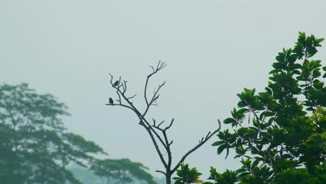 Zeitraffer-Vögel-Aus-Dem-Amazonas-Regenwald-Auf-Der-Spitze-Eines-Baumes,-Naturlandschaft